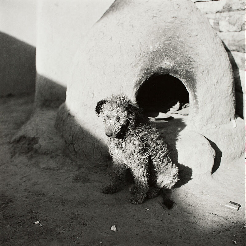 Hermann Landshoff, Hund, 1956