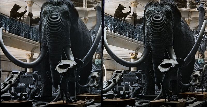 Anonym (Verlag August Fuhrmann, Berlin), Vereinigte Staaten von Amerika. Riesenelefant im Museum in San Francisco, um 1900