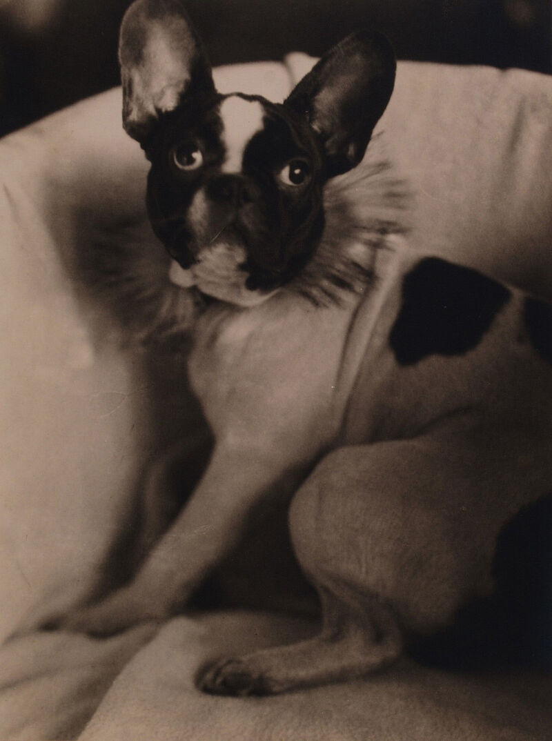Elfriede Reichelt, Hund, 1930