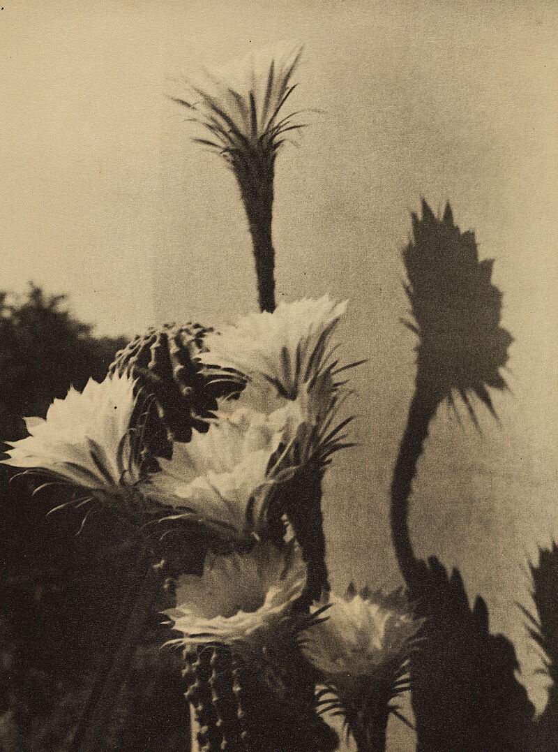 Alfred Friedrich Braun, Blühende Kakteen, 1928