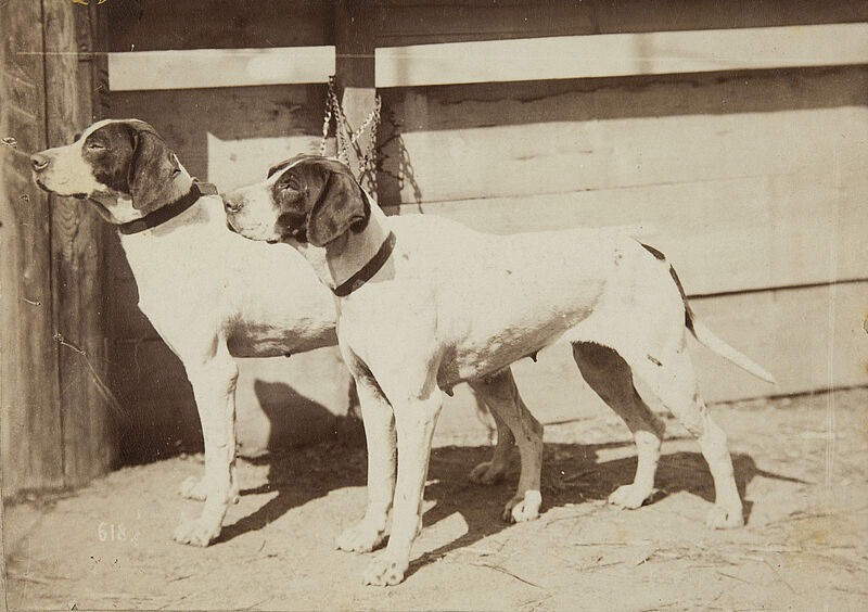 Eduard Uhlenhuth, Zwei Hunde