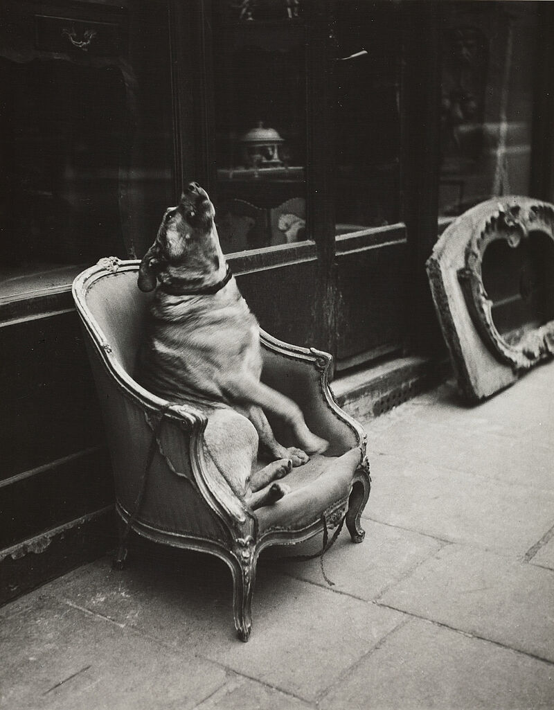 Hermann Landshoff, Hund vor einem Antiquitätengeschäft, vor 1939