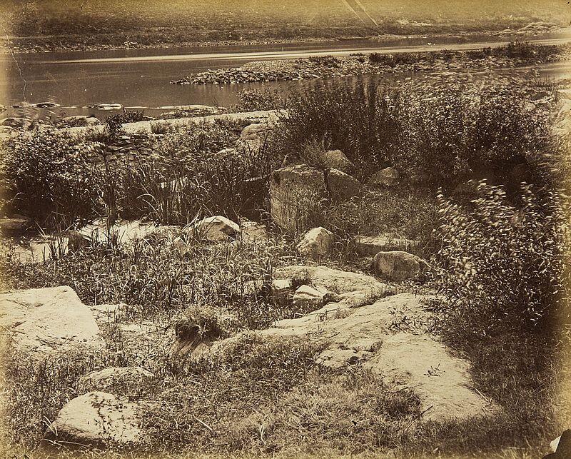 Georg Maria Eckert, Vordergrundstudie: Ranken, Farnkraut, Schilf und Felsen – Fels mit Schilfgras am Neckar, 1867/68
