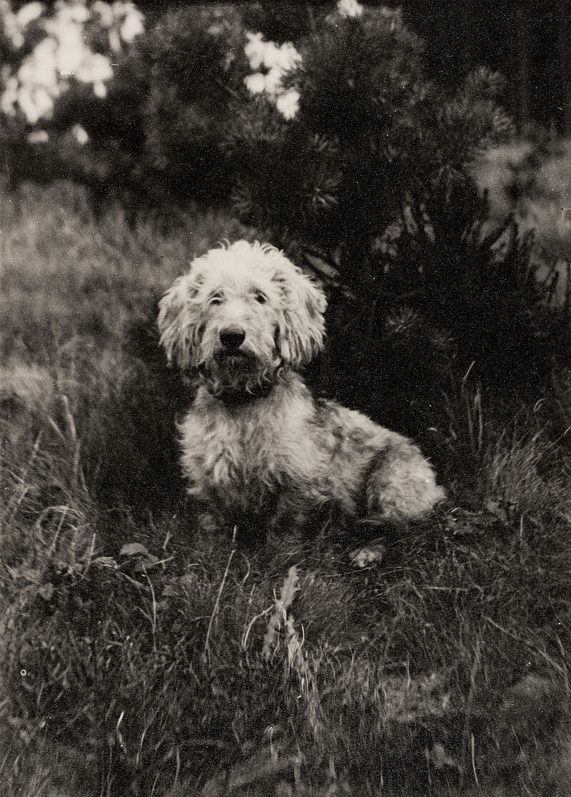 Arthur Arbeiter, Hund in einer Landschaft, um 1925