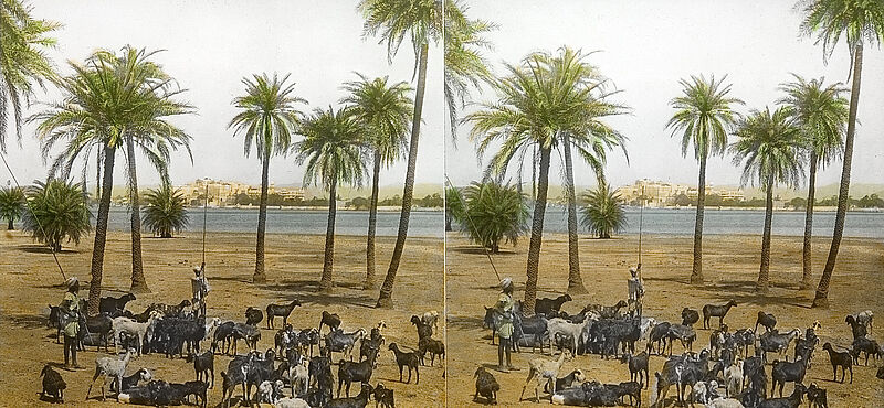 Anonym (Verlag August Fuhrmann, Berlin), Indien. Ziegenherde mit Blick über den See nach Udaipur, um 1900