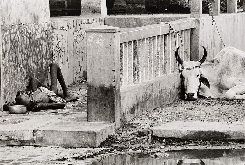 Thomas Hoepker, Sterbender neben einer heiligen Kuh, Patna, Bihar, Indien, 1967