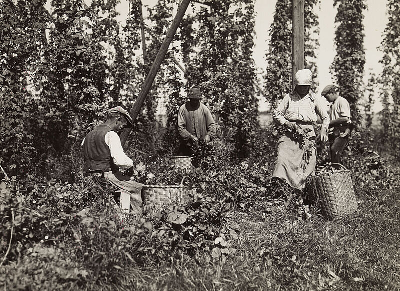 Philipp Kester, 'Hopfenzupfer' bei der Arbeit – Vier Personen bei der Arbeit im Hopfengarten, 1906
