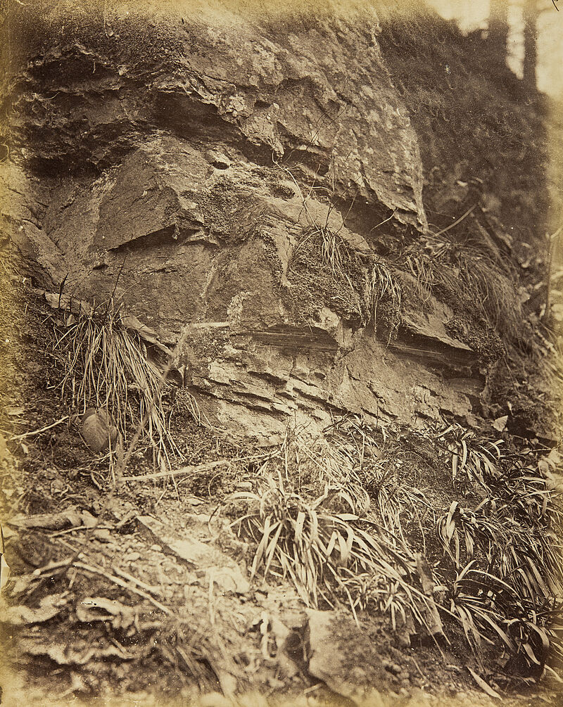 Georg Maria Eckert, Vordergrundstudie: Ranken, Farnkraut, Schilf und Felsen – Felsen mit Schilfkraut, 1867/68