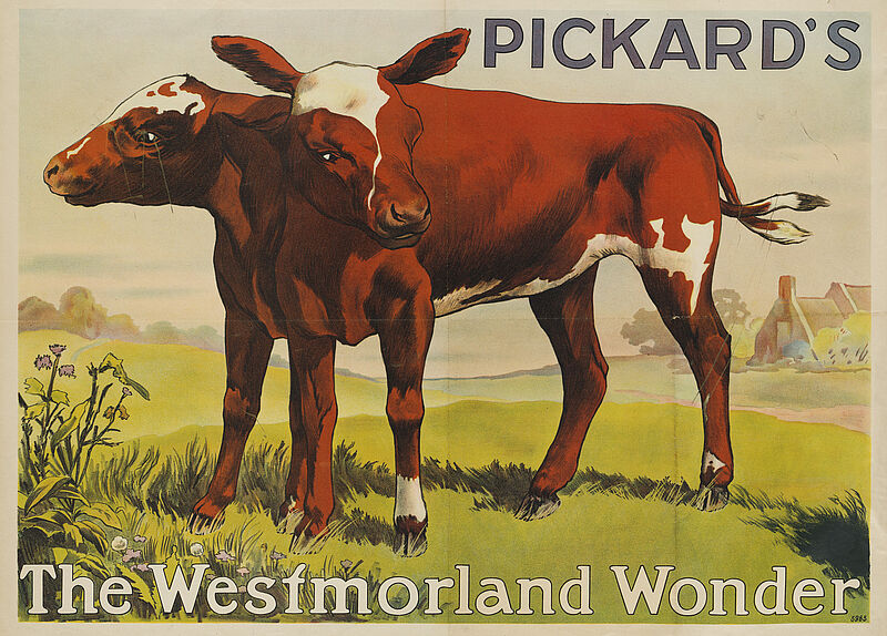 Fa. Lith. Adolph Friedländer, "Pickard's - The Westmorland Wonder" (Originaltitel), um 1913