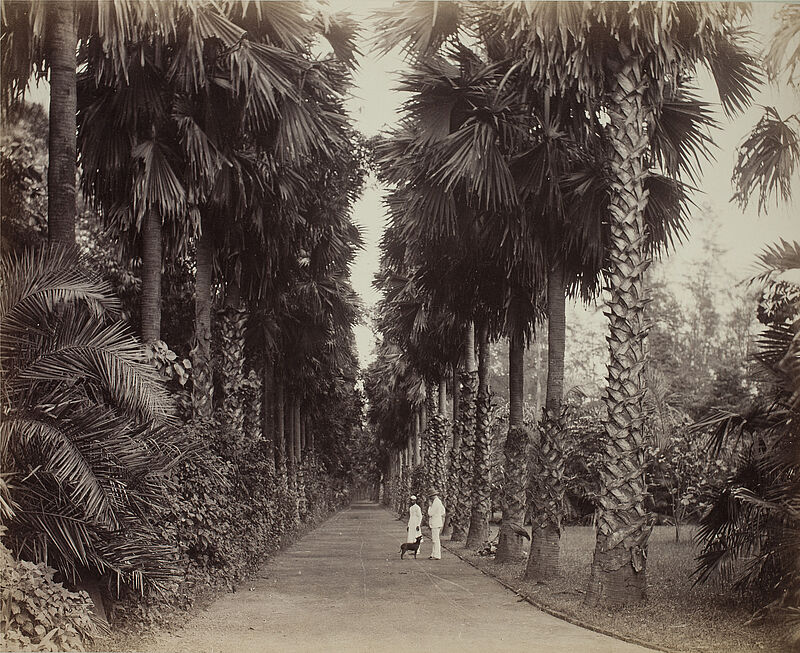 Calcutta: Aus dem botanischen Garten, zweite Hälfte 19. Jahrhundert