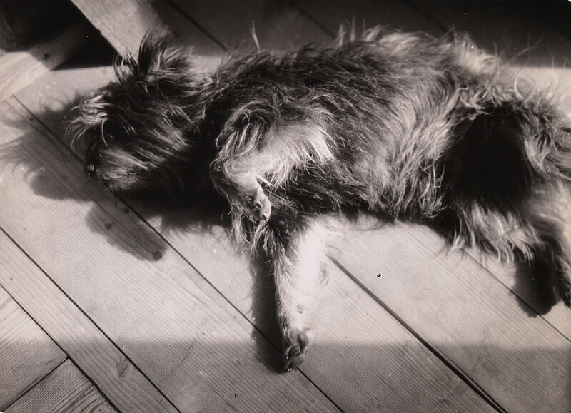 Elfriede Reichelt, Schlafender Hund, um 1930