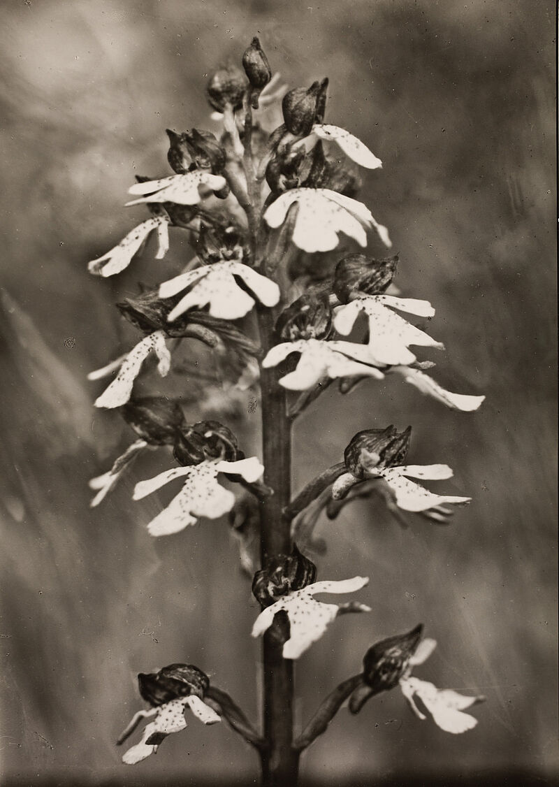 August Sander, Affen-Knabenkraut (Orchis simia)
, 1930er Jahre