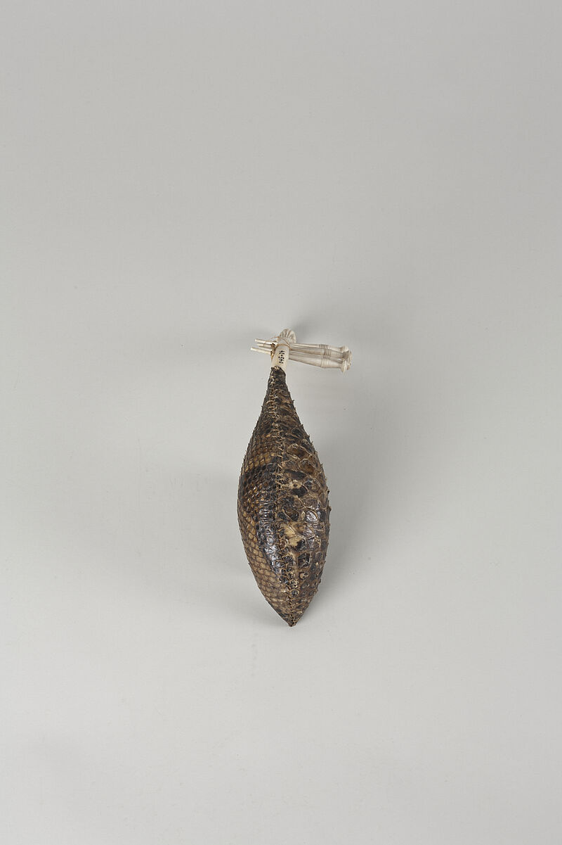 Azande / Mangbetu, kundi – Harfe aus Elfenbein mit fünf Saiten, 1900–1950