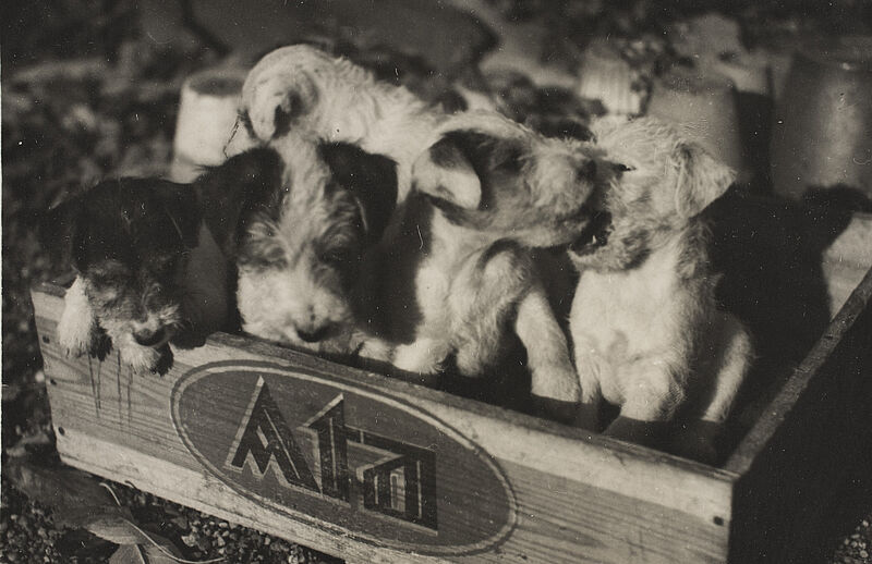 Frank Eugene, Fünf Welpen in einer Kiste, um 1930